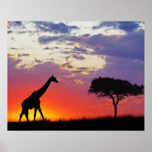 Póster Girafa silenciada no nascer do sol, Giraffa