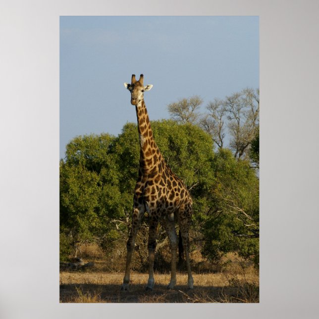 Póster Girafa sul-africana (Frente)