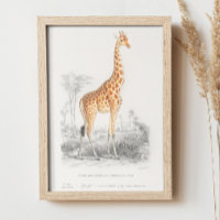 Girafa venenosa. Imagem do zoológico de animais re