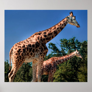 Póster Girafas