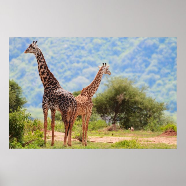 Poster Girafas (Frente)