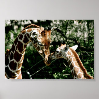 Póster Girafas