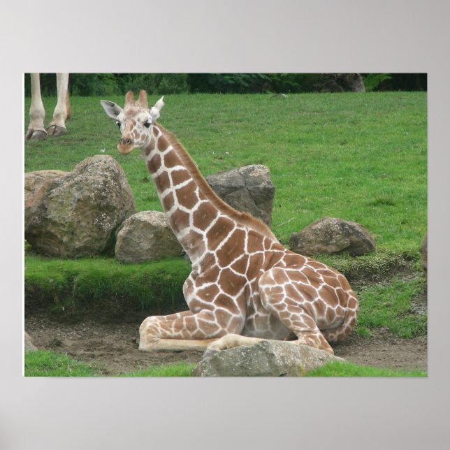 Poster girafas 005 canvas (Frente)