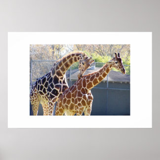 Poster Girafas apaixonadas