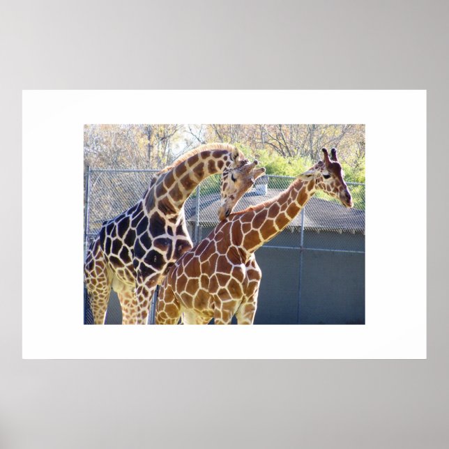 Poster Girafas apaixonadas (Frente)