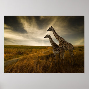 Poster Girafas e a paisagem