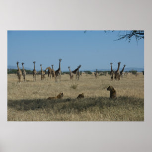 Póster Girafas e leões