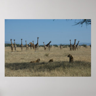 Póster Girafas e Leões