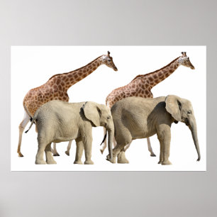 Poster Girafas isoladas e elefantes andando