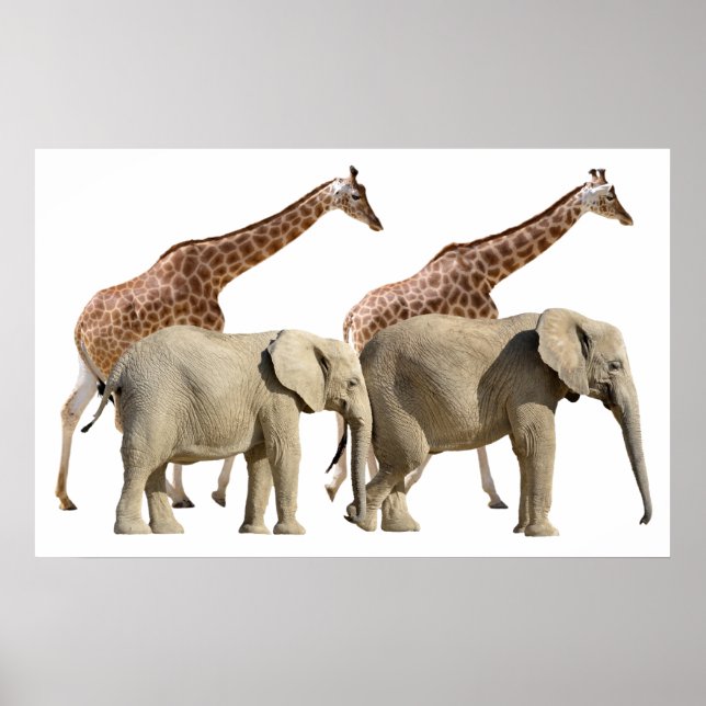 Poster Girafas isoladas e elefantes andando (Frente)