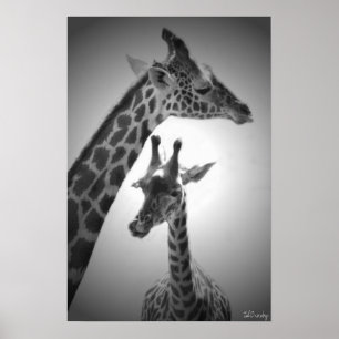 Póster girafas, mãe e filho