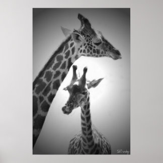 Póster girafas, mãe e filho