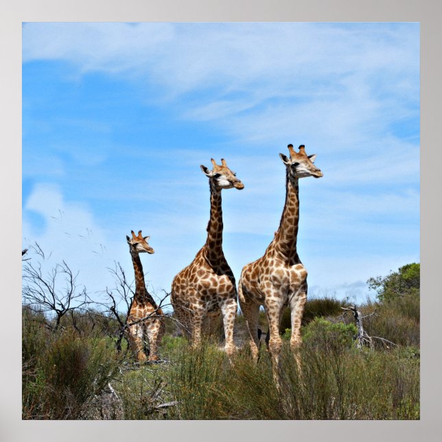 Póster Girafas na Quietude Celeste (Frente)