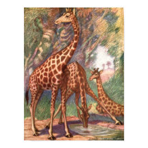 Girafas por Louis Sargent, Animais Africanos Vinta