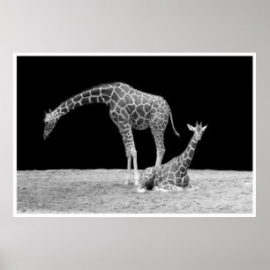 Póster girafas sob céus africanos no branco do preto da
