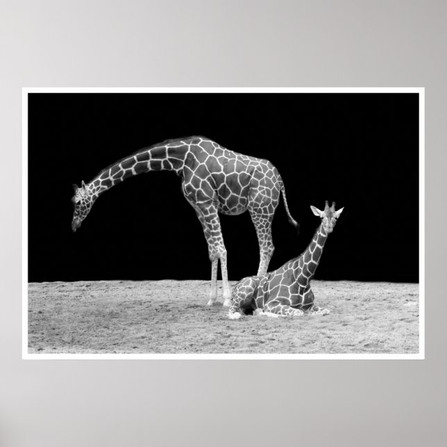 Póster girafas sob o céu africano à noite branco preto (Frente)