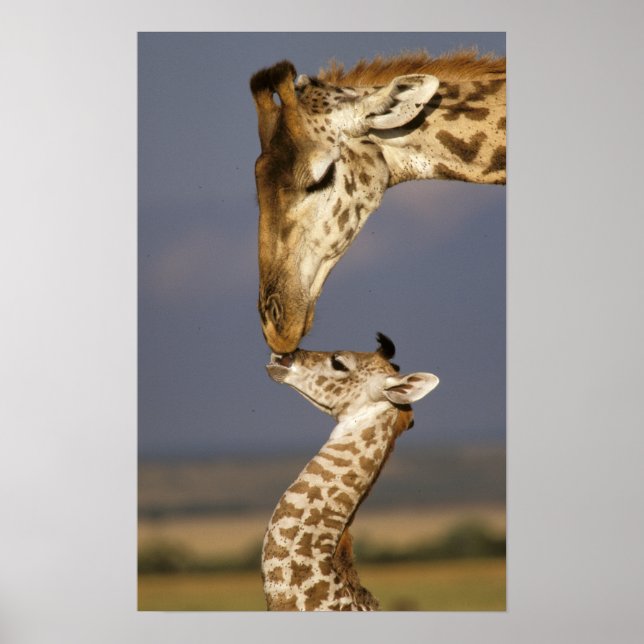 Poster Giraffe beijando bebê girafa (Frente)