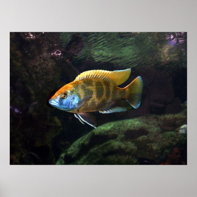 Póster Giraffe Cichlid (Frente)