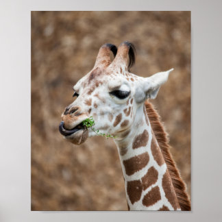 Poster Giraffe Comendo Grama