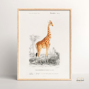 Poster Giraffe Giraffa Charles Dessalines D Orbigny Impre