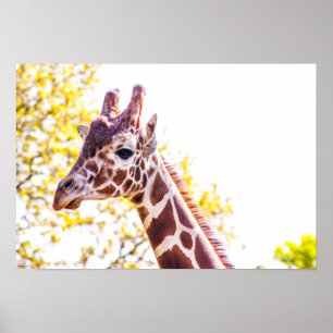 Poster Giraffe Portrait