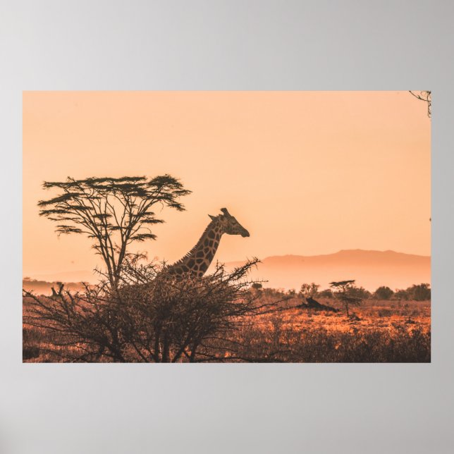 POSTER GIRAFFE PRETO E BRANCO NO CAMPO DE GRAMAS MARAVILH (Frente)