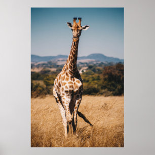POSTER GIRAFFE RODADA POR GRAMA MARCADA