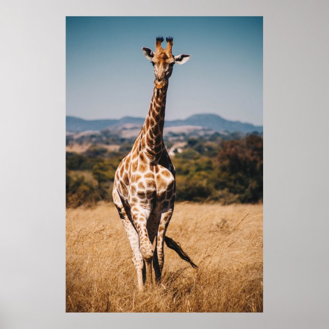 POSTER GIRAFFE RODADA POR GRAMA MARCADA (Frente)