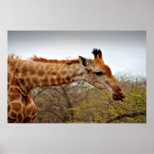 Poster Giraffe Zulu Nyala Game Reserve África do Sul