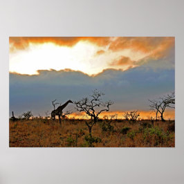 Poster Giraffe Zulu Nyala Game Reserve África do Sul