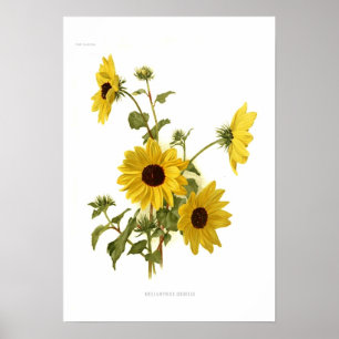 Póster Girassóis