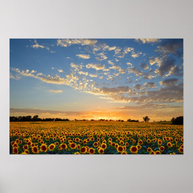 Póster Girassóis a 12x8 polegadas (Frente)
