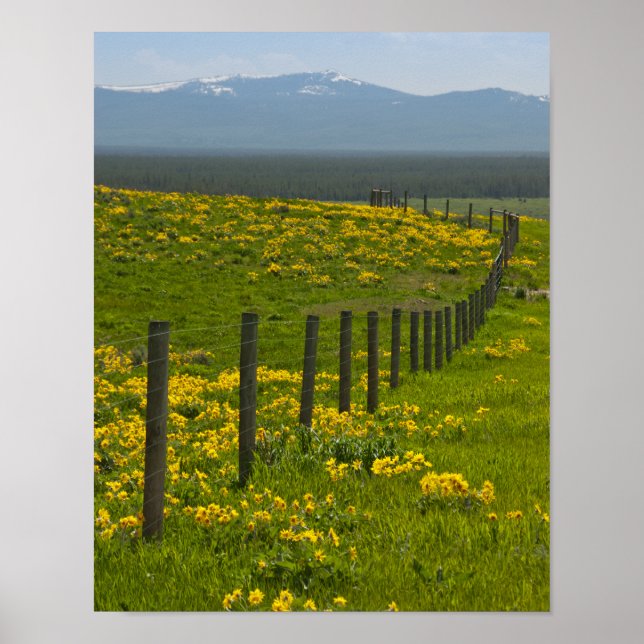 Póster Girassóis Amarelos e Montanhas (Frente)