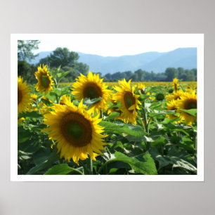 Póster Girassóis e montanhas