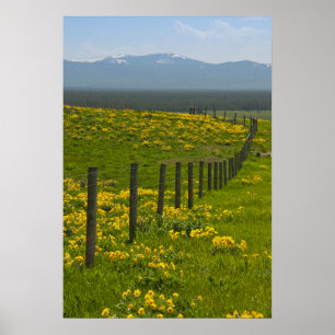 Póster Girassóis e montanhas amarelos