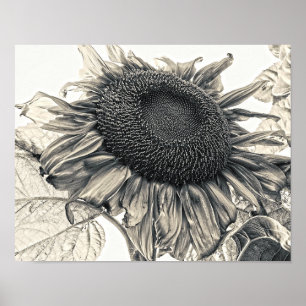 Poster Girassóis Gigantes Arte Botânica Sepia Vintage