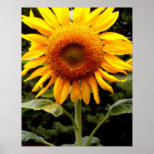 Poster Girassóis gigantes, floral amarelo