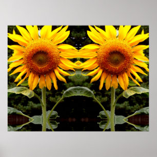 Poster Girassóis gigantes, floral amarelo