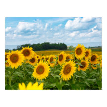 Girassóis incríveis