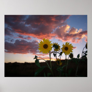 Póster Girassóis no pôr do sol