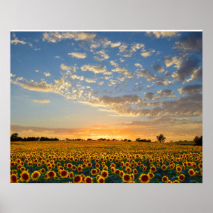Póster Girassóis no por do sol