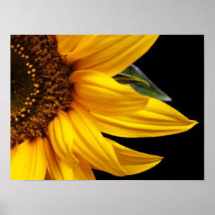 Póster Girassóis - vazio personalizado girassol do model