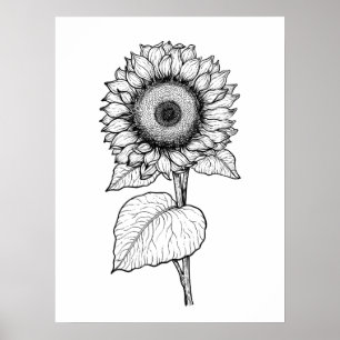 Poster Girassol
