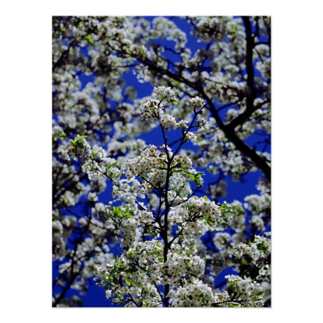 Póster Girassol (Frente)