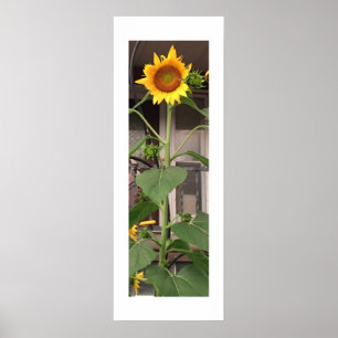 Poster Girassol