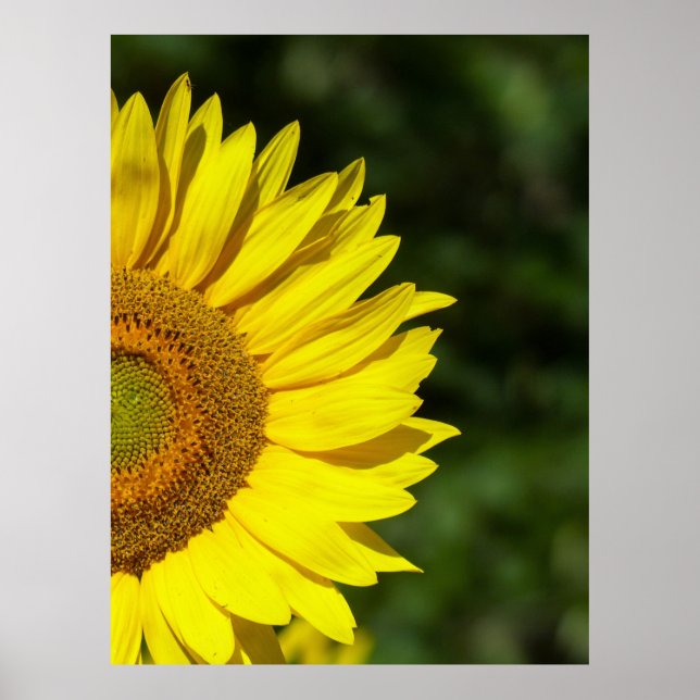 Poster Girassol (Frente)