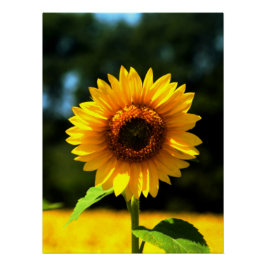 Póster Girassol