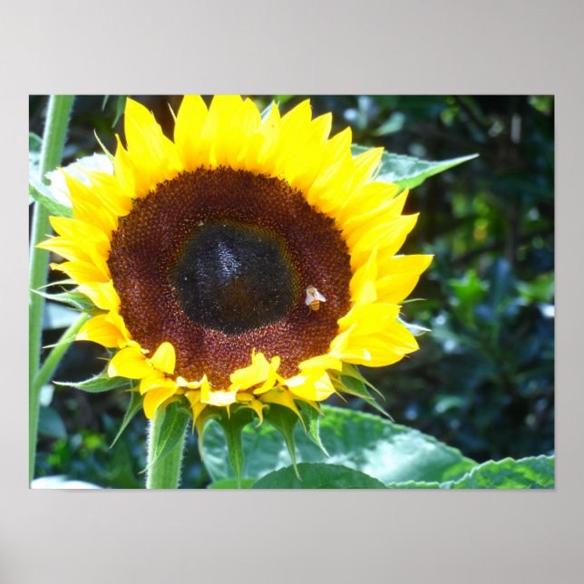 Póster Girassol (Frente)