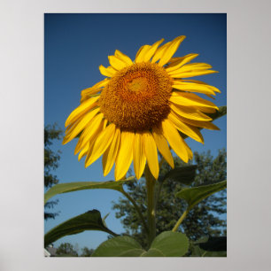 Poster Girassol