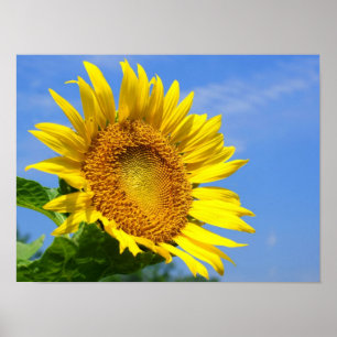 Póster Girassol